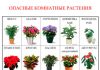 Комнатные цветы описание растения 74