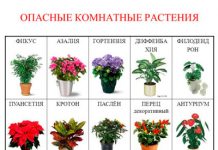 Комнатные цветы описание растения 62