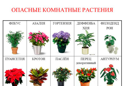 Комнатные цветы описание растения 126