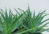 Комнатные цветы похожие на герань 6