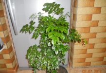 Комнатные цветы похожие на розочки название 163
