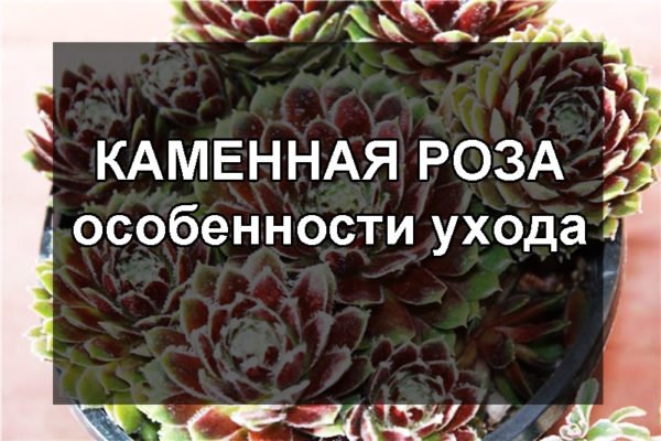 Комнатные цветы роза уход в домашних 135