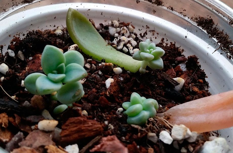 Комнатные цветы роза уход в домашних 199