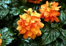 Комнатные цветы с красно желтыми цветами 27