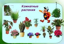 Комнатные цветы старшая группа 186