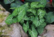 Комнатные цветы тень полутень 60