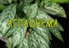 Комнатный цветок каланхоэ 52