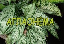 Комнатный цветок каланхоэ 181