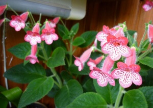 Комнатный цветок каменная роза 99