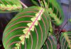 Комнатный цветок красный с желтой тычинкой 112