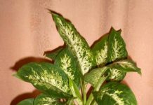 Комнатный цветок листья зеленые светло зеленые полосатые 162