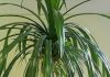 Комнатный цветок луковица с длинными листьями 88