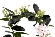 Комнатный цветок похож на искусственный 7
