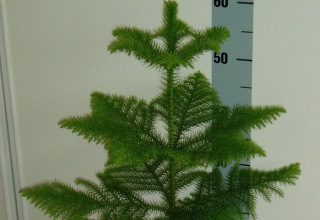 Комнатный цветок похожий на алоэ 25