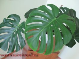 Комнатный цветок с большими резными листьями 46