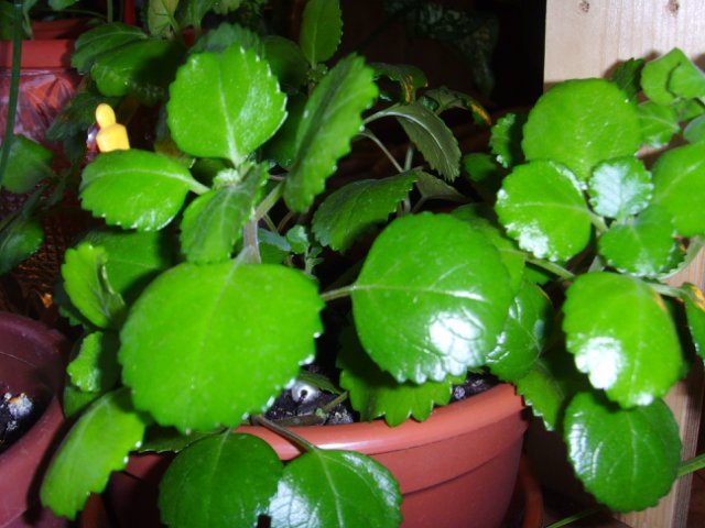 Комнатный цветок с красными листьями по краям 20