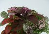 Комнатный цветок с красными листьями по краям 103