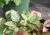 Комнатный цветок с мелкими темно зелеными листочками 36
