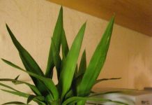 Комнатный цветок с розовым стеблем 85