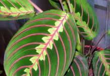 Комнатный цветок зеленый с белыми прожилками 89