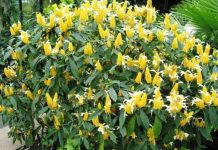 Крокус цветок уход в домашних условиях 108