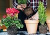 Можно ли пересаживать комнатные цветы? 26