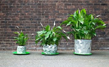 Можно ли подкармливать домашние цветы дрожжами? 25
