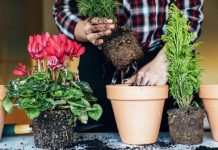 Можно ли сейчас пересаживать комнатные цветы? 32