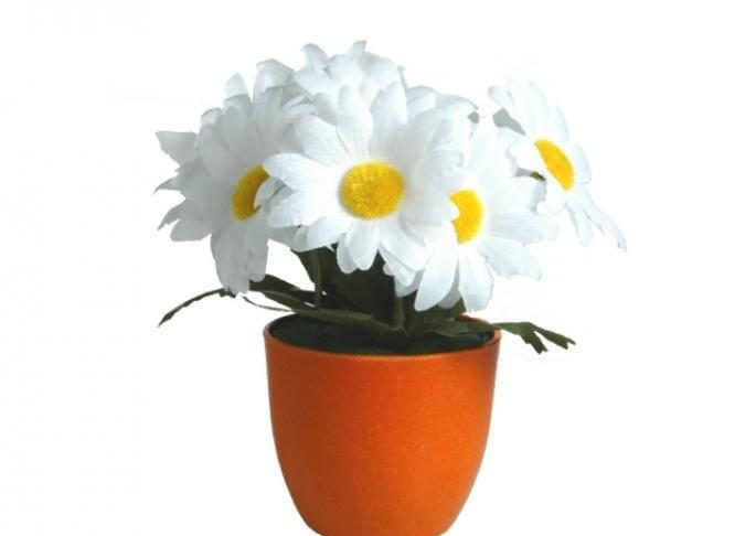 Нарисовать комнатный цветок в горшке 48