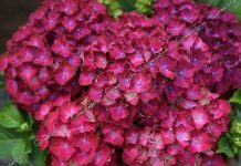 Новые цветы комнатные 108