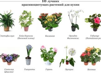 Пересадка домашних цветов в апреле 166