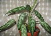 Пестролистный цветок комнатные 145