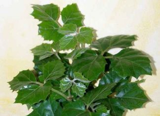 Платикодон цветок как комнатное растение 158