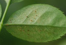 Плесень на домашних растениях 166
