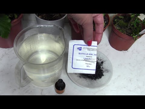 Полив комнатных цветов янтарной кислотой 110