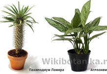 Самые вредные домашние растения 71