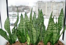 Щучий хвост цветок уход в домашних 78