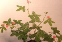 Сон завял комнатный цветок 52