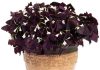 Свисающее комнатное растение с красными цветами 147