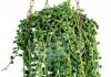 Свисающие домашние растения 43
