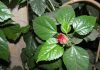 Вьющийся цветущий домашний цветок 57