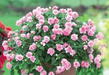 Виды домашних цветущих цветов 24