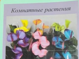 Вредные и ядовитые комнатные цветы 155