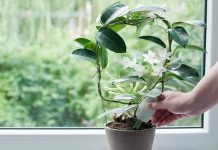 Зола для домашних цветов 151